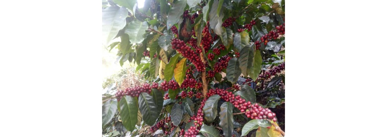 Peaberry kaffe er vrd at prve