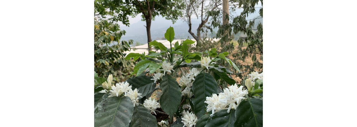 Kaffe og Klimaforandringer: Kampen for en Bredygtig Fremtid i Thailands Hjland