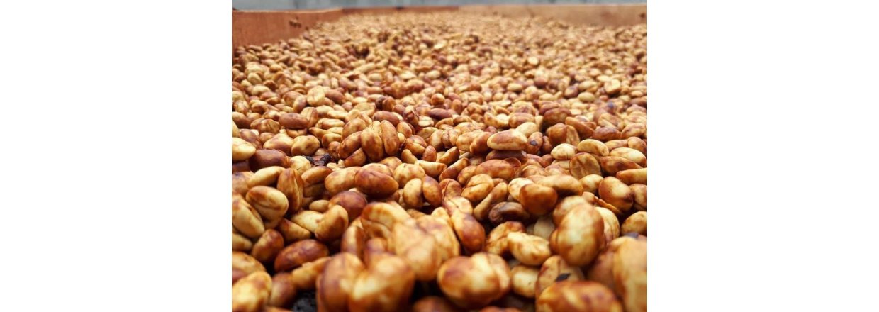 Historien om Honningprocesseret Kaffe fra Thailand: En Naturlig Kunst